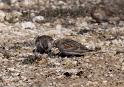 McCown's Longspurs__0744